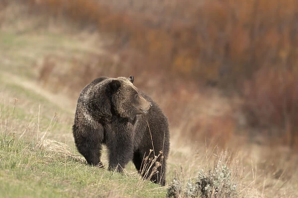 USA, Wyoming, Grand Teton National Park. Grizzly bear sow on hillside