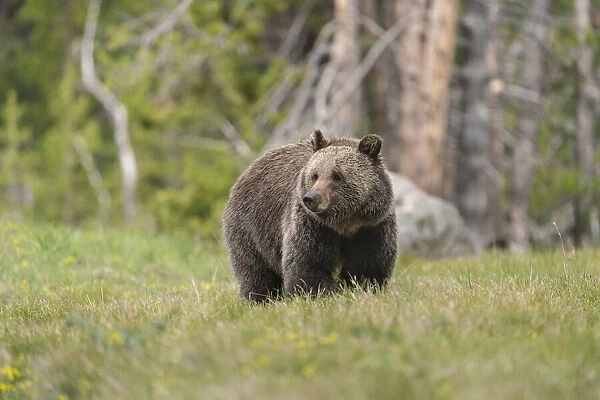 USA, Wyoming, Grand Teton National Park. Grizzly bear sow in meadow
