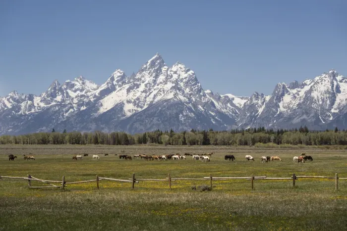 Framed Print : USA, Wyoming, Grand Teton National Park. Field of horses and Grand Teton Range Framed Print : USA, Wyoming, Grand Teton National Park. Field of horses and Grand Teton Range