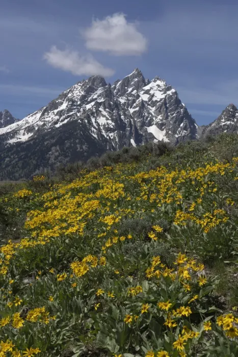 Framed Print : USA, Wyoming, Grand Teton National Park. Grand Teton Range and arrowleaf balsamroot wildflowers Framed Print : USA, Wyoming, Grand Teton National Park. Grand Teton Range and arrowleaf balsamroot wildflowers
