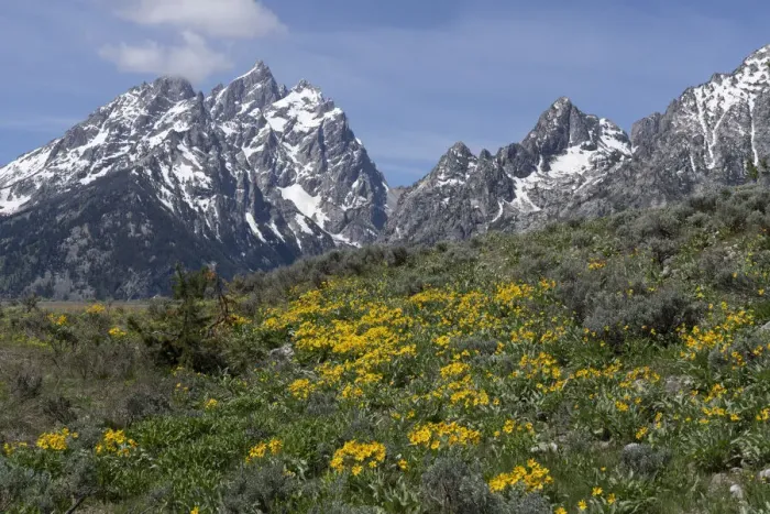 Framed Print : USA, Wyoming, Grand Teton National Park. Grand Teton Range and arrowleaf balsamroot wildflowers Framed Print : USA, Wyoming, Grand Teton National Park. Grand Teton Range and arrowleaf balsamroot wildflowers