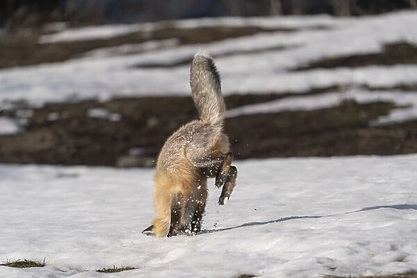 USA, Wyoming, Grand Teton National Park. Red fox diving for voles under the snow