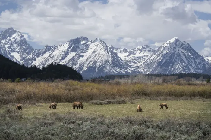 Framed Print : USA, Wyoming, Grand Teton National Park. Grizzly bear sow and four cubs in field