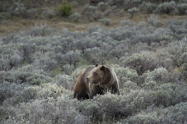 USA, Wyoming, Grand Teton National Park. Grizzly bear sow and cub amid sage bushes