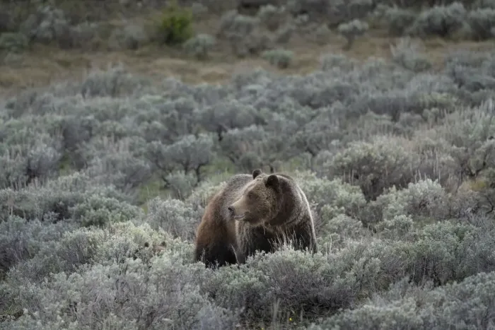 Framed Print : USA, Wyoming, Grand Teton National Park. Grizzly bear sow and cub amid sage bushes Framed Print : USA, Wyoming, Grand Teton National Park. Grizzly bear sow and cub amid sage bushes