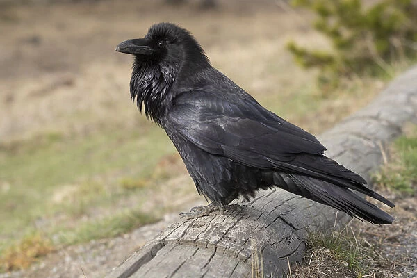 USA, Wyoming, Grand Teton National Park. Common raven close-up