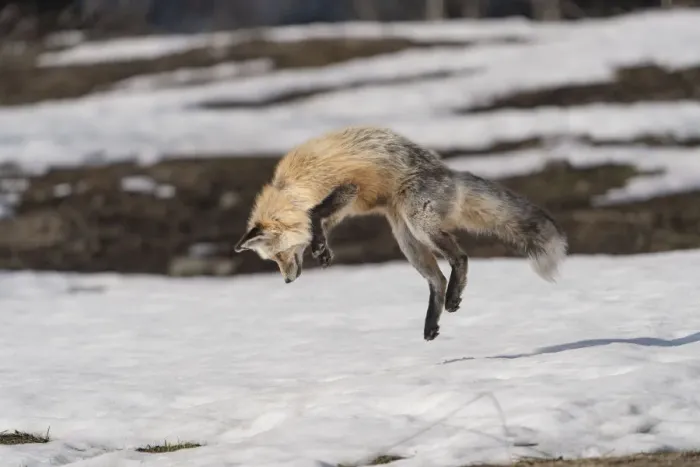 Framed Print : USA, Wyoming, Grand Teton National Park. Red fox diving for voles under the snow Framed Print : USA, Wyoming, Grand Teton National Park. Red fox diving for voles under the snow