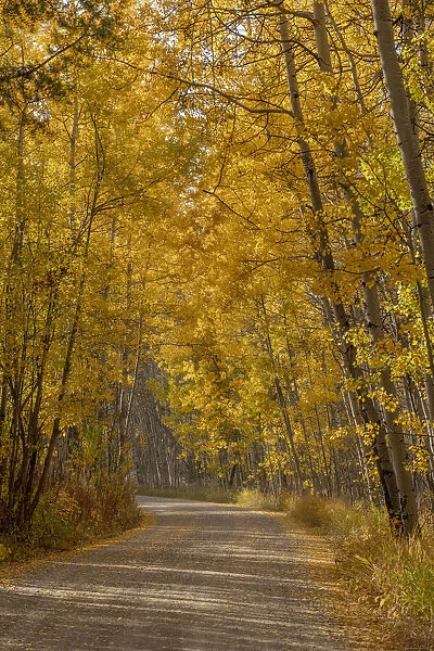 USA, Wyoming, Grand Teton National Park. Road through fall aspen trees
