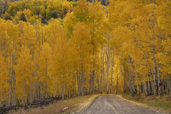 USA, Wyoming, Grand Teton National Park. Road through fall aspen trees