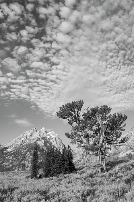 Framed Print : USA, Wyoming, Grand Teton National Park. Clouds over the Teton Range and the Patriarch Tree Framed Print : USA, Wyoming, Grand Teton National Park. Clouds over the Teton Range and the Patriarch Tree