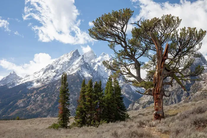 Framed Print : USA, Wyoming, Grand Teton National Park. Clouds over the Teton Range and the Patriarch Tree
