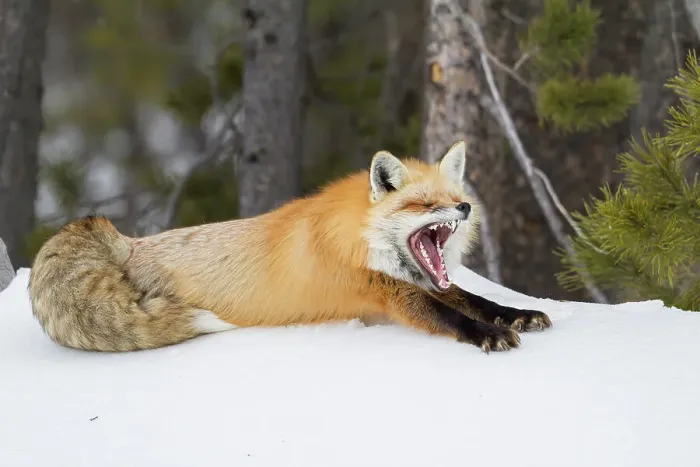 Framed Print : USA, Wyoming, Grand Teton National Park. Red fox yawning Framed Print : USA, Wyoming, Grand Teton National Park. Red fox yawning