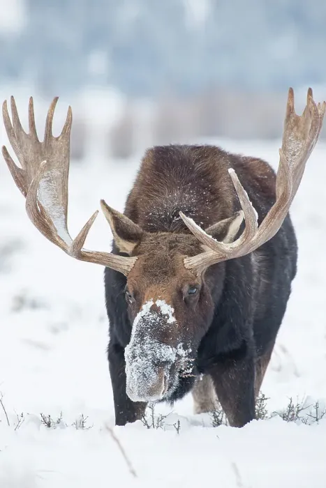Framed Print : USA, Wyoming, Grand Teton National Park. Bull moose in snow Framed Print : USA, Wyoming, Grand Teton National Park. Bull moose in snow