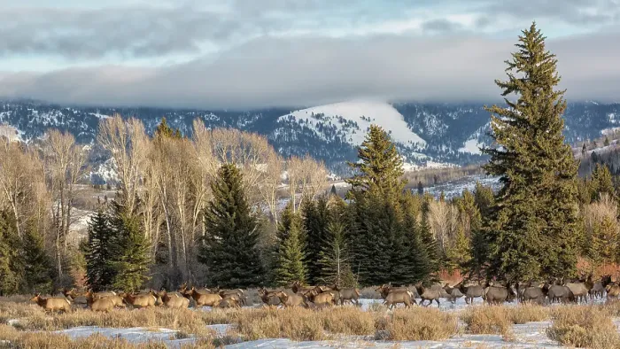 Framed Print : USA, Wyoming, Grand Teton National Park, Jackson. Panoramic view of elk traveling near the Gros Ventre River Framed Print : USA, Wyoming, Grand Teton National Park, Jackson. Panoramic view of elk traveling near the Gros Ventre River