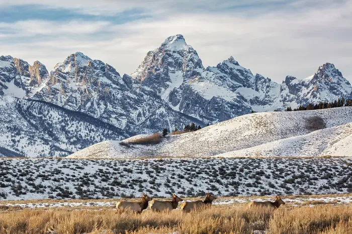Framed Print : USA, Wyoming, Grand Teton National Park, Jackson. View of elk browsing through sagebrush with Grand Teton behind Framed Print : USA, Wyoming, Grand Teton National Park, Jackson. View of elk browsing through sagebrush with Grand Teton behind