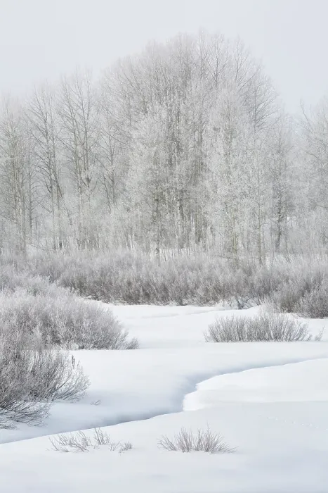 Framed Print : USA, Wyoming, Grand Teton National Park, Jackson. Fog, snow, and frosty aspen trees at Oxbow Bend Framed Print : USA, Wyoming, Grand Teton National Park, Jackson. Fog, snow, and frosty aspen trees at Oxbow Bend