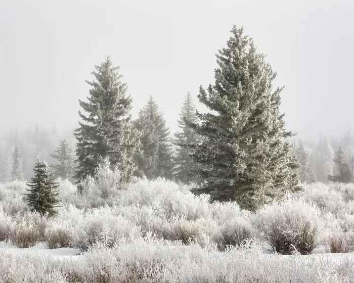 Framed Print : USA, Wyoming, Grand Teton National Park, Jackson, Sunlight breaks through the fog and reveals frosty trees on a winter day