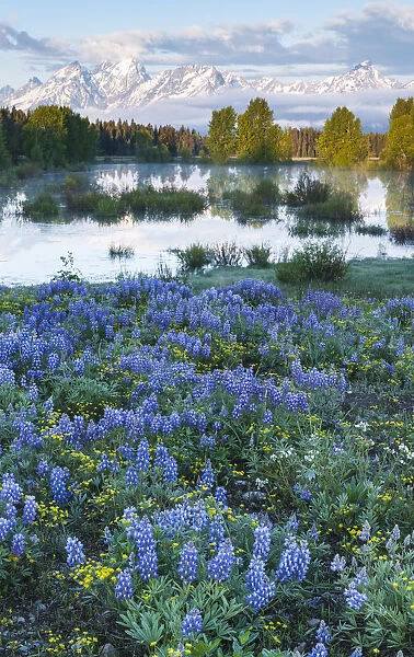USA, Wyoming, Grand Teton National Park, Tetons, flowers foreground