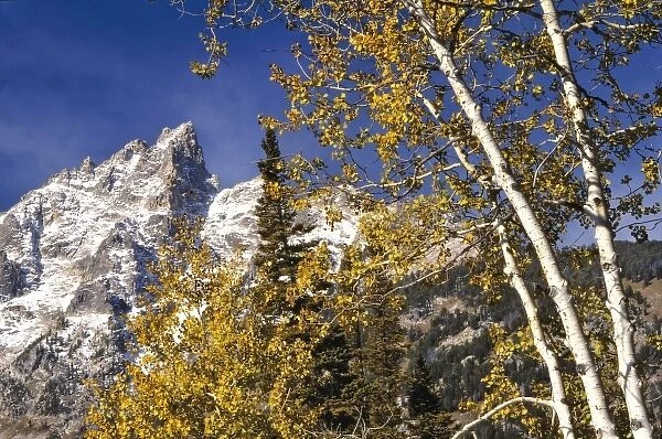 USA, Wyoming, Grand Teton NP. Autumn color compliments the snowy, jagged peaks in