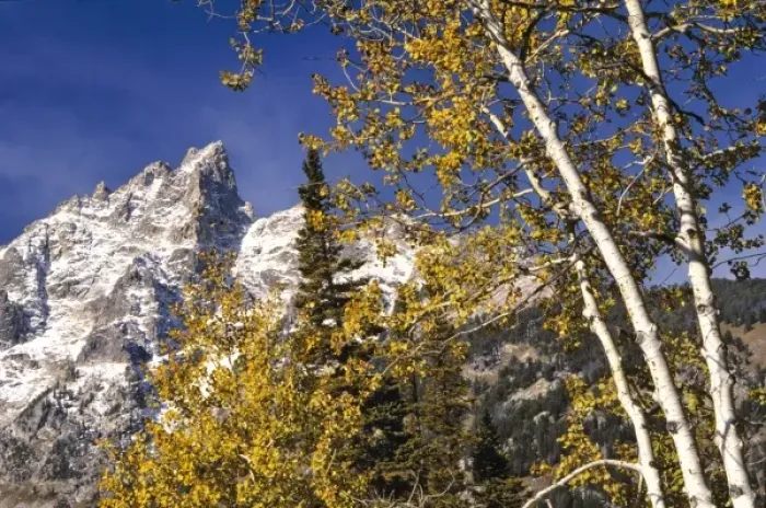 Framed Print : USA, Wyoming, Grand Teton NP. Autumn color compliments the snowy, jagged peaks in Framed Print : USA, Wyoming, Grand Teton NP. Autumn color compliments the snowy, jagged peaks in