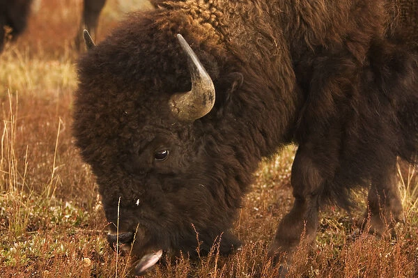 USA Wyoming Grand Teton NP buffalo grazing