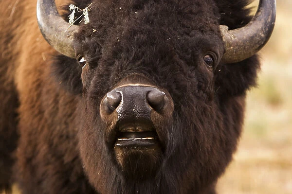 USA Wyoming Grand Teton NP buffalo grazing