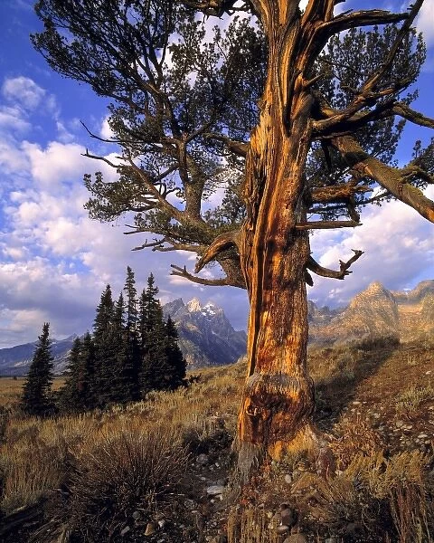 USA, Wyoming, Grand Teton NP. Early light accentuates the gnarled trunk of an old