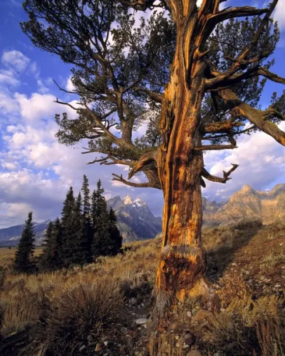 Framed Print : USA, Wyoming, Grand Teton NP. Early light accentuates the gnarled trunk of an old Framed Print : USA, Wyoming, Grand Teton NP. Early light accentuates the gnarled trunk of an old
