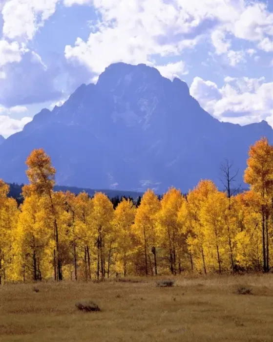 Framed Print : USA, Wyoming, Grand Teton NP. Golden aspen fill the floodplain below the Grand Tetons