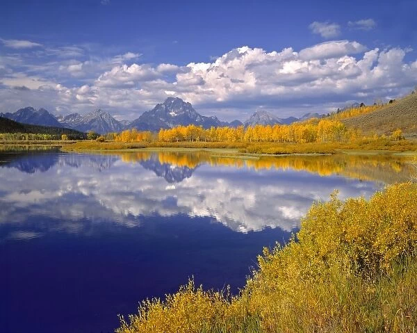 USA, Wyoming, Grand Teton NP. Golden aspen trees line the banks of the Snake River