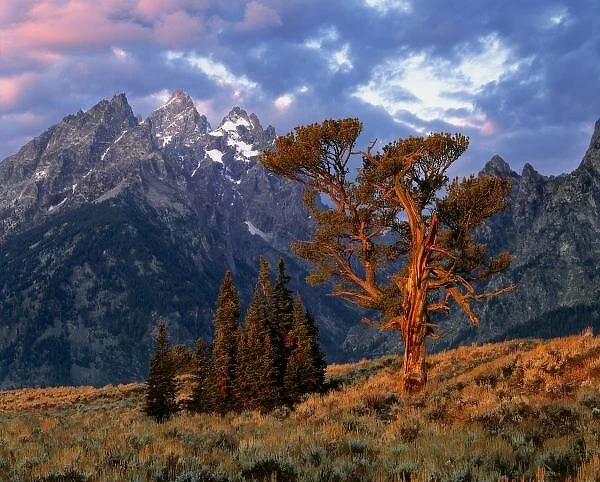 USA, Wyoming, Grand Teton NP. A lone cedar tree is colored by early morning sun at