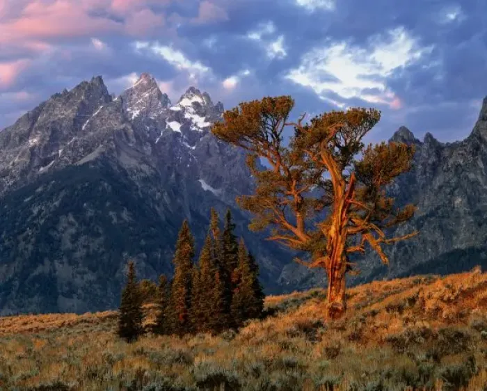 Framed Print : USA, Wyoming, Grand Teton NP. A lone cedar tree is colored by early morning sun Framed Print : USA, Wyoming, Grand Teton NP. A lone cedar tree is colored by early morning sun