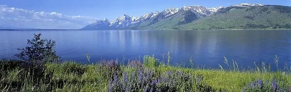USA, Wyoming, Grand Teton NP. Lupine blooms on the verdant shores of Jackson Lake