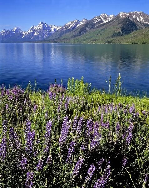 USA, Wyoming, Grand Teton NP. Purple lupine bloom on the shores of Jackson Lake