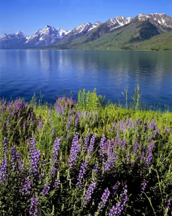 Framed Print : USA, Wyoming, Grand Teton NP. Purple lupine bloom on the shores of Jackson Lake Framed Print : USA, Wyoming, Grand Teton NP. Purple lupine bloom on the shores of Jackson Lake