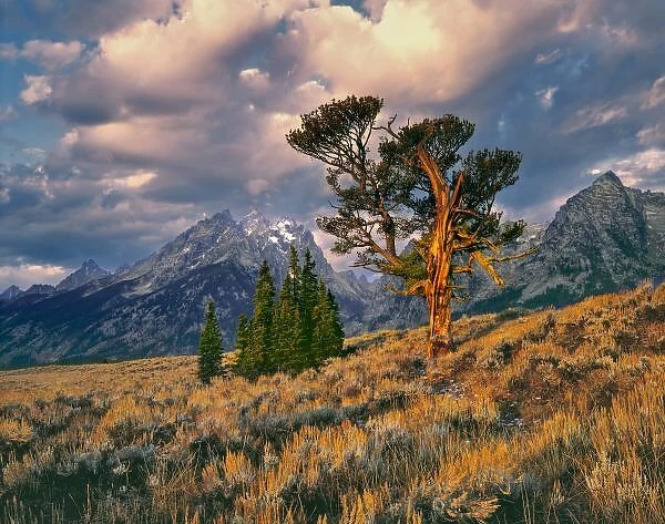 USA, Wyoming, Grand Teton NP. Sunrise greets a lone cedar tree in Grand Teton N. P