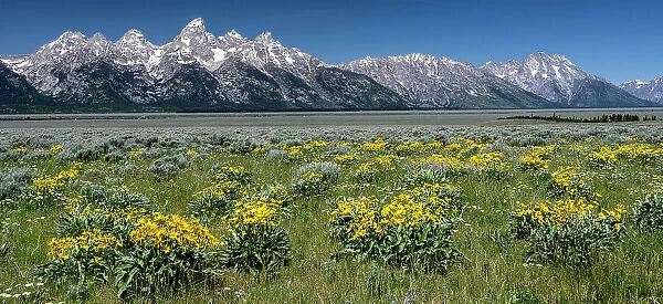 USA, Wyoming. Grand Teton Range and Arrowleaf Balsamroot wildflowers, Grand Teton National Park