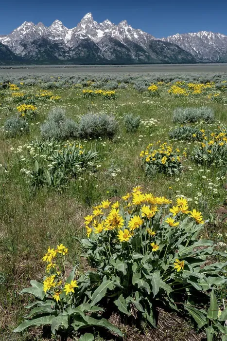 Framed Print : USA, Wyoming. Grand Teton Range and Arrowleaf Balsamroot wildflowers, Grand Teton National Park Framed Print : USA, Wyoming. Grand Teton Range and Arrowleaf Balsamroot wildflowers, Grand Teton National Park