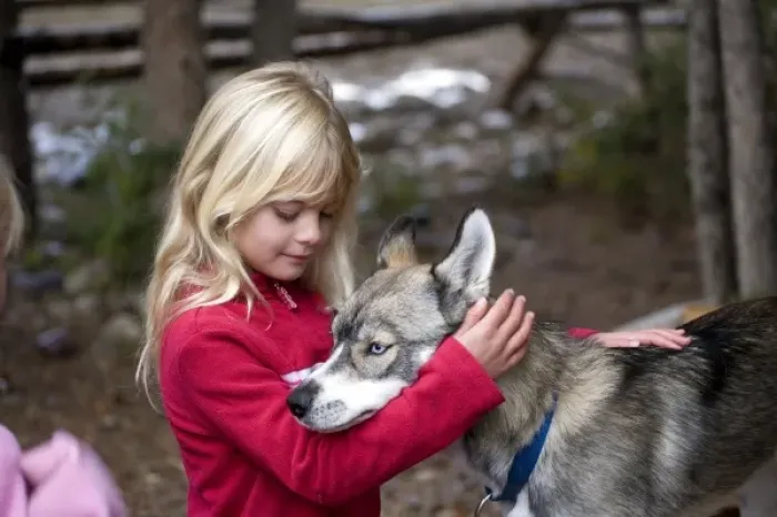 Framed Print : USA. Wyoming. Grand Tetons National Park. Young girl pets Husky puppy. (MR)