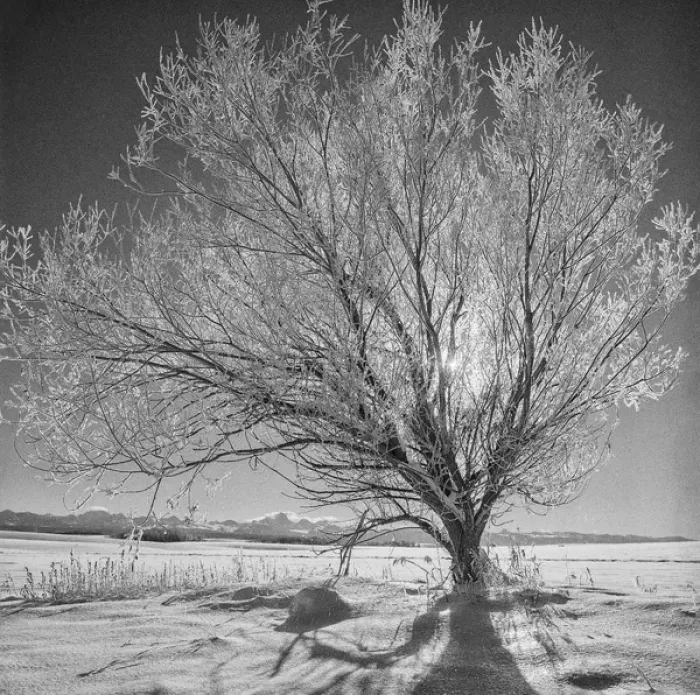 Framed Print : USA Wyoming Grand Tetons National Park Ice Tree
