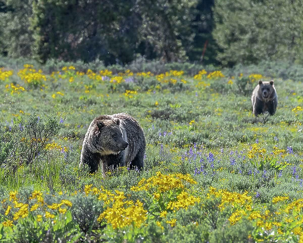 USA, Wyoming. Grizzly Bears dig up Biscuitroot in Grand Teton National Park near Jackson Hole, Wyoming