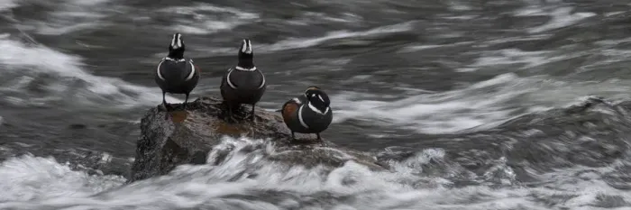 Framed Print : USA, Wyoming. Harlequin ducks, La Grange Cascade, Yellowstone National Park Framed Print : USA, Wyoming. Harlequin ducks, La Grange Cascade, Yellowstone National Park