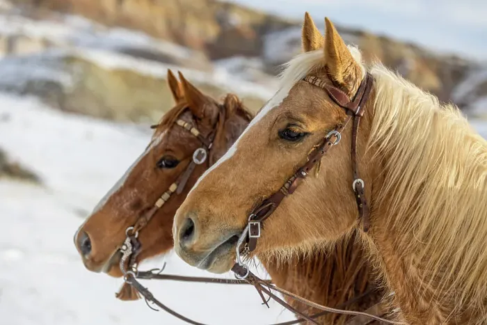 Framed Print : USA, Wyoming. Hideout Horse Ranch, horses at Rest in the snow. (PR) Framed Print : USA, Wyoming. Hideout Horse Ranch, horses at Rest in the snow. (PR)