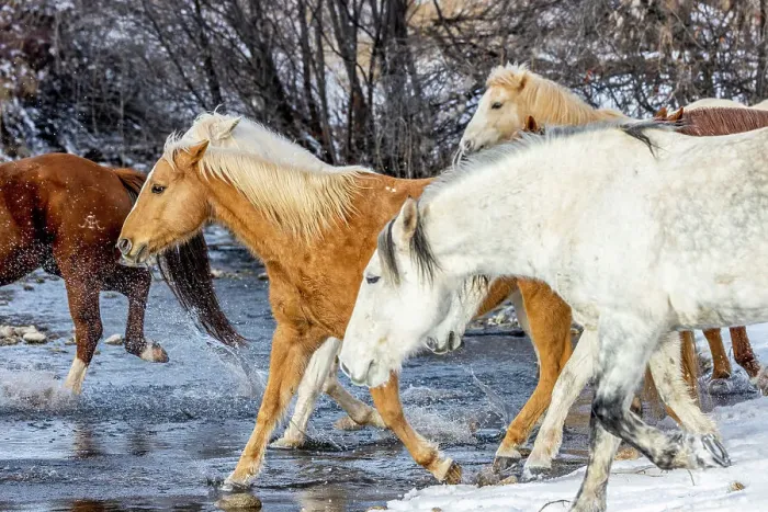 Framed Print : USA, Wyoming. Hideout Horse Ranch, horses crossing the stream. (PR) Framed Print : USA, Wyoming. Hideout Horse Ranch, horses crossing the stream. (PR)
