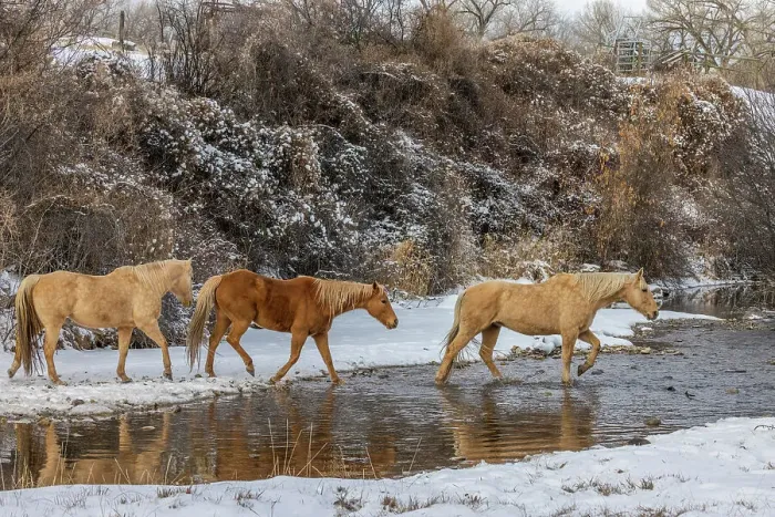 Framed Print : USA, Wyoming. Hideout Horse Ranch, horses crossing the stream. (PR) Framed Print : USA, Wyoming. Hideout Horse Ranch, horses crossing the stream. (PR)