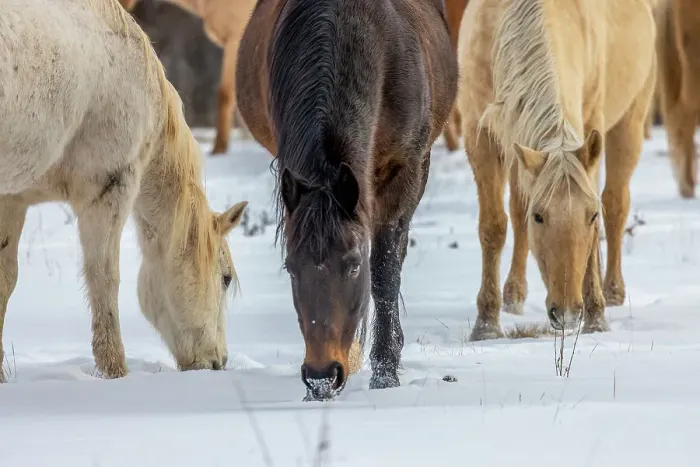 Framed Print : USA, Wyoming. Hideout Horse Ranch, horses grazing in the snow. (PR) Framed Print : USA, Wyoming. Hideout Horse Ranch, horses grazing in the snow. (PR)