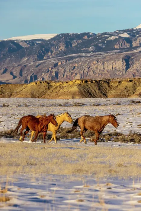Framed Print : USA, Wyoming. Hideout Horse Ranch, horses in snow. (PR) Framed Print : USA, Wyoming. Hideout Horse Ranch, horses in snow. (PR)