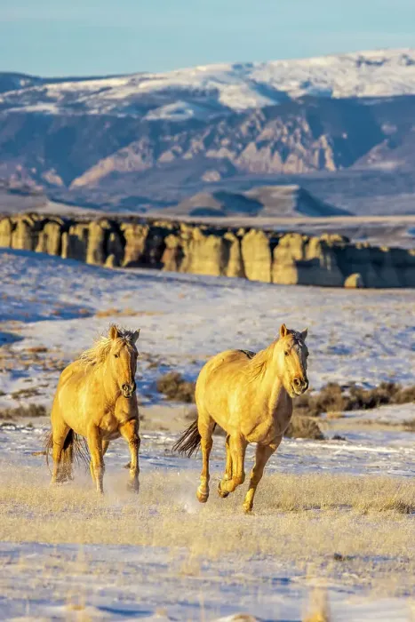 Framed Print : USA, Wyoming. Hideout Horse Ranch, horses in snow. (PR)