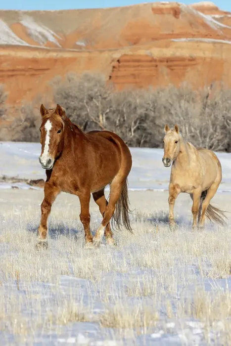 Framed Print : USA, Wyoming. Hideout Horse Ranch, horses in snow. (PR) Framed Print : USA, Wyoming. Hideout Horse Ranch, horses in snow. (PR)