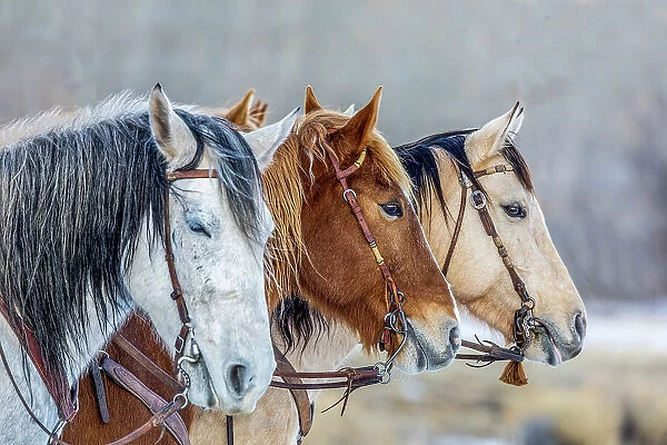 USA, Wyoming. Hideout Horse Ranch, horses in a Row. (PR)